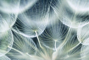 Dimex Dandelion Macro Carta Da Parati In Tessuto Non Tessuto 375X250cm 5 Strisce_8A4Dc104 19F1 43F0 964D 7F4106349C48 | Yourdecoration.it