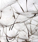 Dimex Dandelion Seeds Carta Da Parati In Tessuto Non Tessuto 225X250cm 3 Strisce_22520C86 8Ec9 4C59 988B 8Ac1D9Ec36Ce | Yourdecoration.it