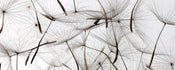 Dimex Dandelion Seeds Carta Da Parati In Tessuto Non Tessuto 375X150cm 5 Strisce_7Ba78C4B 7303 4421 88F0 Bb8Eac056091 | Yourdecoration.it