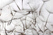 Dimex Dandelion Seeds Carta Da Parati In Tessuto Non Tessuto 375X250cm 5 Strisce_32311397 6666 4A17 98Ae C05973B0210D | Yourdecoration.it