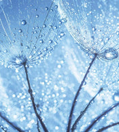 Dimex Dandelion Water Drops Carta Da Parati In Tessuto Non Tessuto 225X250cm 3 Strisce_2E783693 6E04 497B 951A 12A9679D06B2 | Yourdecoration.it