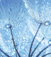 Dimex Dandelion Water Drops Carta Da Parati In Tessuto Non Tessuto 225X250cm 3 Strisce_2E783693 6E04 497B 951A 12A9679D06B2 | Yourdecoration.it