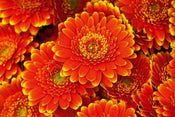 Dimex Gerbera Carta Da Parati In Tessuto Non Tessuto 375X250cm 5 Strisce_5F39651D 4Dcd 4851 94E8 F35F6F90A5Ef | Yourdecoration.it