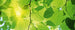 Dimex Green Leaves Carta Da Parati In Tessuto Non Tessuto 375X150cm 5 Strisce_Afd07B17 8405 49D5 9200 36F858B074A3 | Yourdecoration.it