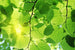 Dimex Green Leaves Carta Da Parati In Tessuto Non Tessuto 375X250cm 5 Strisce_E1Ade5Ff 42F0 47A0 A126 448B01Af4886 | Yourdecoration.it