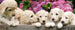 Dimex Labrador Puppies Carta Da Parati In Tessuto Non Tessuto 375X150cm 5 Strisce_70Dc97B3 F49F 4906 B351 37B56E5166C6 | Yourdecoration.it