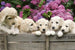 Dimex Labrador Puppies Carta Da Parati In Tessuto Non Tessuto 375X250cm 5 Strisce_649Ff061 9707 467B Bdfc F93402D93633 | Yourdecoration.it