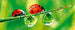 Dimex Ladybird Carta Da Parati In Tessuto Non Tessuto 375X150cm 5 Strisce_31370850 9F3A 4A2F 94A5 F696A0605Fd1 | Yourdecoration.it