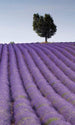 Dimex Lavender Field Carta Da Parati In Tessuto Non Tessuto 150X250cm 2 Strisce | Yourdecoration.it