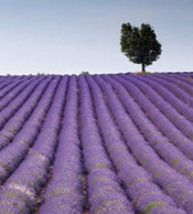 Dimex Lavender Field Carta Da Parati In Tessuto Non Tessuto 225X250cm 3 Strisce_50B01D0E 9Fde 417F B4F4 Bc13Ef0Ed1C3 | Yourdecoration.it