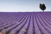 Dimex Lavender Field Carta Da Parati In Tessuto Non Tessuto 375X250cm 5 Strisce_B7F55B6A 4Bd1 4F07 B6E3 719Aed943D1C | Yourdecoration.it