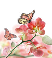 Dimex Orchids And Butterfly Carta Da Parati In Tessuto Non Tessuto 225X250cm 3 Strisce_314Ba293 B89F 42Ed B486 02448363De8A | Yourdecoration.it