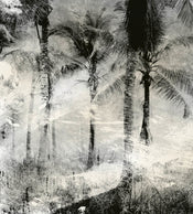 Dimex Palm Trees Abstract Carta Da Parati In Tessuto Non Tessuto 225X250cm 3 Strisce | Yourdecoration.it