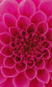 Dimex Pink Dahlia Carta Da Parati In Tessuto Non Tessuto 150X250cm 2 Strisce_25Fd934A Cdbf 4D09 Ad11 07835Ea895Ff | Yourdecoration.it