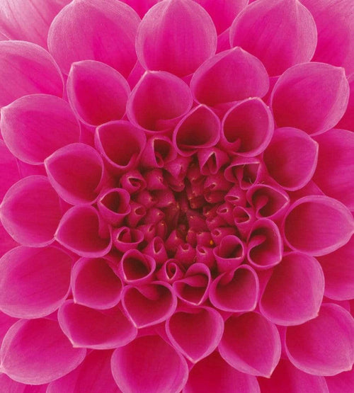 Dimex Pink Dahlia Carta Da Parati In Tessuto Non Tessuto 225X250cm 3 Strisce_2B9E0Bd5 1307 4439 Aedd D1A4869A2987 | Yourdecoration.it