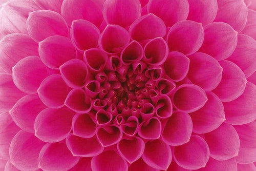 Dimex Pink Dahlia Carta Da Parati In Tessuto Non Tessuto 375X250cm 5 Strisce_932Cb888 D919 4Acd Bce9 Cbf1Ac41Ed80 | Yourdecoration.it