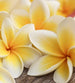 Dimex Plumeria Carta Da Parati In Tessuto Non Tessuto 225X250cm 3 Strisce_C6037E75 D4Db 47C2 B861 481B8D163B64 | Yourdecoration.it