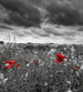 Dimex Poppies Black Carta Da Parati In Tessuto Non Tessuto 225X250cm 3 Strisce_4106Ab6B Ffda 4E29 A254 147C7B1F4C54 | Yourdecoration.it