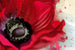 Dimex Poppy Carta Da Parati In Tessuto Non Tessuto 375X250cm 5 Strisce_45D1A6Ed Da48 41Aa Aea6 E1E13Bf4B9B5 | Yourdecoration.it