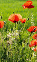 Dimex Poppy Field Carta Da Parati In Tessuto Non Tessuto 150X250cm 2 Strisce_Dc4426Ab B5Eb 4A37 9132 Bda2B557F60C | Yourdecoration.it