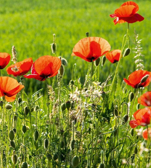 Dimex Poppy Field Carta Da Parati In Tessuto Non Tessuto 225X250cm 3 Strisce_C64D6F2D D0B0 4D14 B1B0 Fb9F6A77E0Fd | Yourdecoration.it