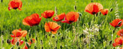 Dimex Poppy Field Carta Da Parati In Tessuto Non Tessuto 375X150cm 5 Strisce_Bd313Bfc 19A3 4325 B673 739B5C6B29C9 | Yourdecoration.it