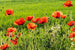 Dimex Poppy Field Carta Da Parati In Tessuto Non Tessuto 375X250cm 5 Strisce_0507A3Fa 71E7 4A5B Ac59 Fb4Aeedf6B9C | Yourdecoration.it