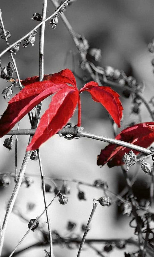 Dimex Red Leaves On Black Carta Da Parati In Tessuto Non Tessuto 150X250cm 2 Strisce_Eba554E9 8C61 495A B55D 920735F7B34C | Yourdecoration.it