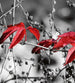 Dimex Red Leaves On Black Carta Da Parati In Tessuto Non Tessuto 225X250cm 3 Strisce_518F0C61 80Fe 4B13 Bce8 A9A9E95F1294 | Yourdecoration.it