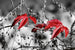 Dimex Red Leaves On Black Carta Da Parati In Tessuto Non Tessuto 375X250cm 5 Strisce_A520C707 B201 4808 Bc7C A587D1Ce6C19 | Yourdecoration.it