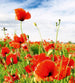 Dimex Red Poppies Carta Da Parati In Tessuto Non Tessuto 225X250cm 3 Strisce_3C506498 A9B4 4030 A7F2 E357D8D73Bdb | Yourdecoration.it