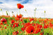 Dimex Red Poppies Carta Da Parati In Tessuto Non Tessuto 375X250cm 5 Strisce_4Af77E99 6D20 4C1F B632 F33218600D1D | Yourdecoration.it