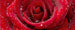 Dimex Red Rose Carta Da Parati In Tessuto Non Tessuto 375X150cm 5 Strisce_C9Dfe86F 08Cc 4574 Ab10 A626Fb37A730 | Yourdecoration.it