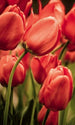 Dimex Red Tulips Carta Da Parati In Tessuto Non Tessuto 150X250cm 2 Strisce_D4169D96 6E33 435E 8152 Bd6C493Ad832 | Yourdecoration.it