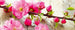 Dimex Sakura Carta Da Parati In Tessuto Non Tessuto 375X150cm 5 Strisce_E1779Ce2 Bc78 43F5 Ae83 20Ef83F079Ab | Yourdecoration.it