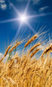 Dimex Wheat Field Carta Da Parati In Tessuto Non Tessuto 150X250cm 2 Strisce | Yourdecoration.it