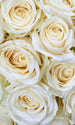 Dimex White Roses Carta Da Parati In Tessuto Non Tessuto 150X250cm 2 Strisce | Yourdecoration.it