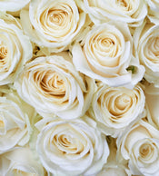 Dimex White Roses Carta Da Parati In Tessuto Non Tessuto 225X250cm 3 Strisce | Yourdecoration.it