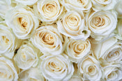 Dimex White Roses Carta Da Parati In Tessuto Non Tessuto 375X250cm 5 Strisce | Yourdecoration.it