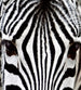 Dimex Zebra Carta Da Parati In Tessuto Non Tessuto 225X250cm 3 Strisce | Yourdecoration.it