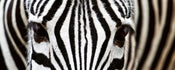 Dimex Zebra Carta Da Parati In Tessuto Non Tessuto 375X150cm 5 Strisce | Yourdecoration.it