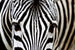 Dimex Zebra Carta Da Parati In Tessuto Non Tessuto 375X250cm 5 Strisce | Yourdecoration.it