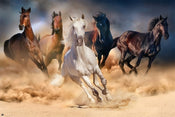 Grupo Erik GPE5031 Five Horses Poster 91,5X61cm | Yourdecoration.it