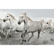 Grupo Erik GPE5238 White Horses Poster 91,5X61cm | Yourdecoration.it