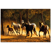 Grupo Erik GPE5532 Andalusian Horses Poster 91,5X61cm | Yourdecoration.it