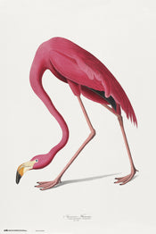 Grupo Erik GPE5541 American Flamingo Poster 61X91,5cm | Yourdecoration.it