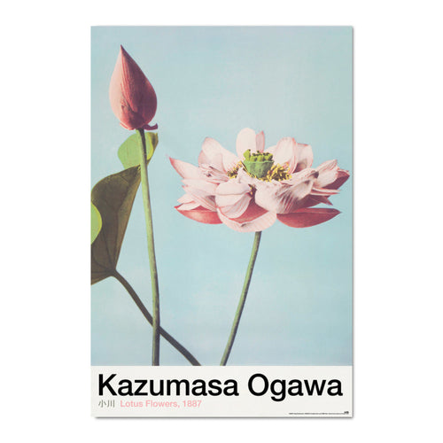 Grupo Erik Gpe5630 Poster Lotus Flowers By K Ogawa | Yourdecoration.it