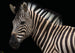 Komar Damara Zebra Carta Da Parati In Tessuto Non Tessuto 400X280cm 6 Pannelli | Yourdecoration.it