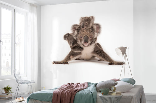 Komar Koala Carta Da Parati In Tessuto Non Tessuto 300X280cm 6 Pannelli Ambiente | Yourdecoration.it