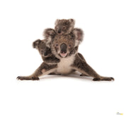 Komar Koala Carta Da Parati In Tessuto Non Tessuto 300X280cm 6 Pannelli | Yourdecoration.it